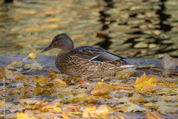 Obraz ducks in autumn closeup