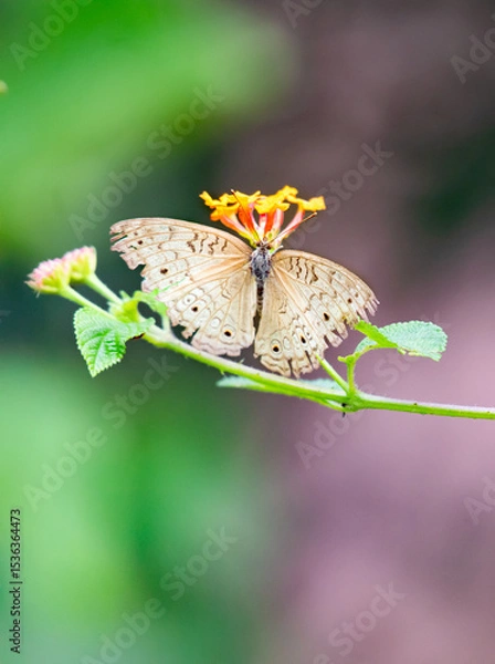 Obraz Junonia atlites (