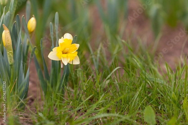 Fototapeta Yellow daffodils in the garden. Springtime. Selective focus