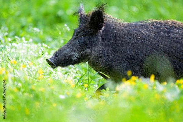 Obraz Wild boar walking through of blossoms