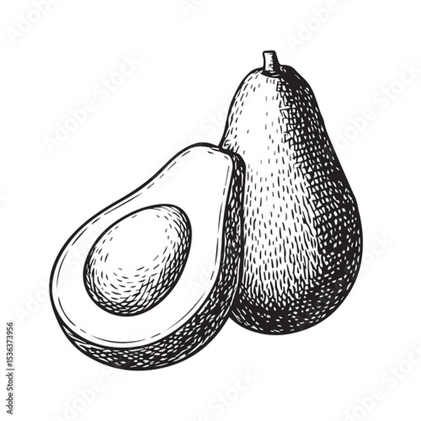 Fototapeta Vector hand-drawn line illustration of an avocado