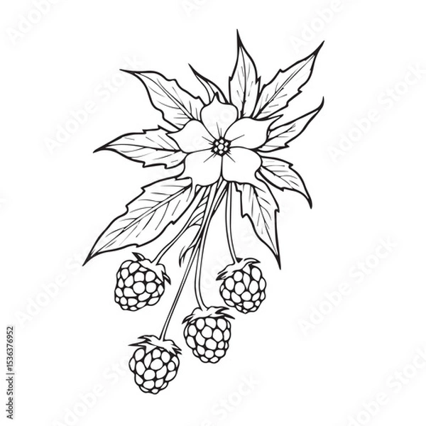 Fototapeta Line illustration of a raspberry branch with a flower