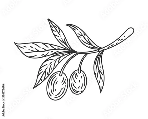 Obraz Olive leaves. Tree branch sketch. Vegan organic oil. Greek plant stem engraving. Natural foliage. Oily berries harvest. Mediterranean stalk. Vegetarian product line drawing. Vector botanical element