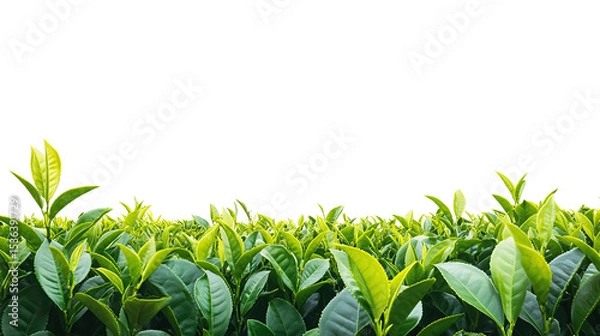 Obraz Lush green tea leaves in a vast tea garden on transparent background. PNG
