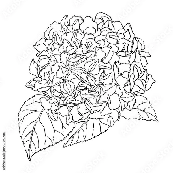 Obraz Hydrangea Vector Flower with Leaves on White Background. Line Drawing