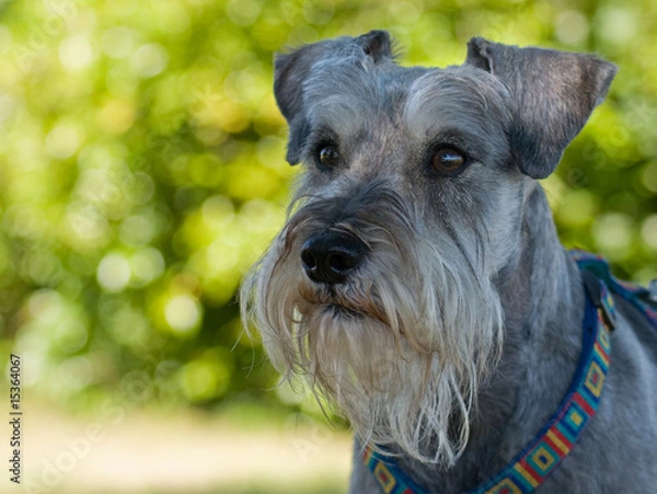 Obraz Intense Miniature schnauzer dog with green lighted background