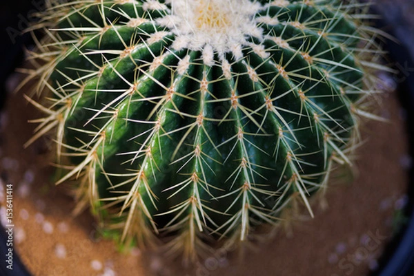 Obraz Closed-up view of cactus plants Echinocactus grusonii, or golden ball cactus or mother-in-law's cushion, is a species of cactus native to Mexico.