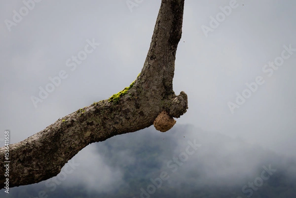 Obraz A wasp's nest is built on a large tree.