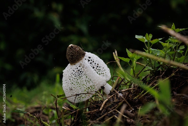 Obraz Phallus indusiatus, commonly called the bamboo fungus, bamboo pith, long net stinkhorn, crinoline stinkhorn or veiled lady, is a fungus in the family Phallaceae, or stinkhorns.