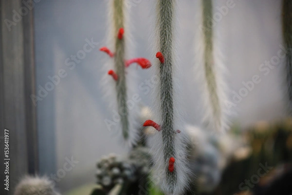 Obraz monkey tail cactus flower (Hildewintera colademononis)