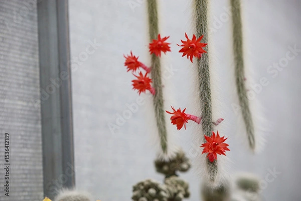 Obraz monkey tail cactus flower (Hildewintera colademononis)