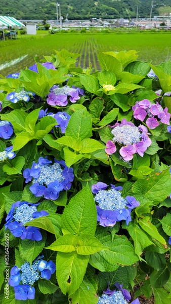 Fototapeta 青とピンクの紫陽花