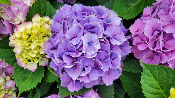 Obraz フリルの紫陽花