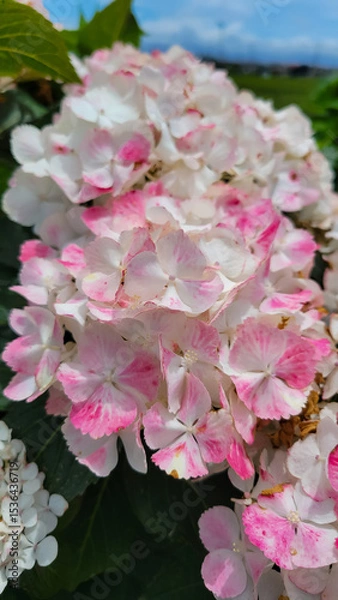 Fototapeta 白とピンクの紫陽花