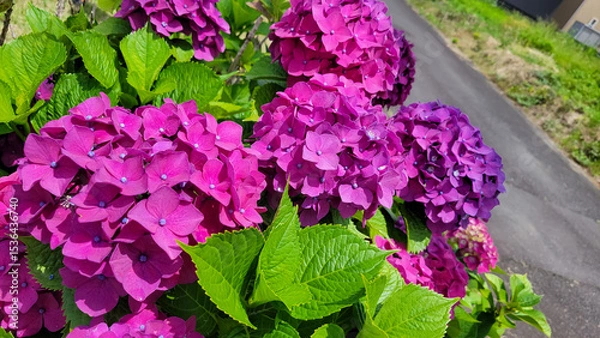 Fototapeta 鮮やかな紫陽花