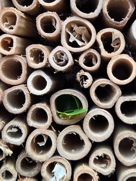 Fototapeta Insektenhotel bewohnt befüllt mit Blättern