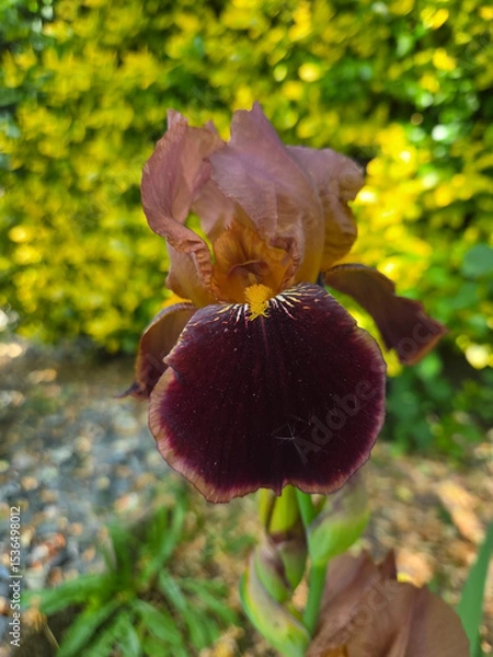 Obraz Blüte einer Schwertlilie  Iridoideae