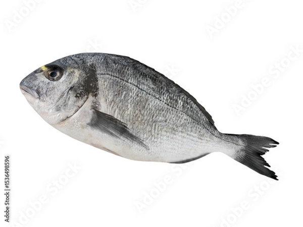 Obraz 1 Dorade und Hintergrund transparent PNG cut out  Gilthead Sea Bream