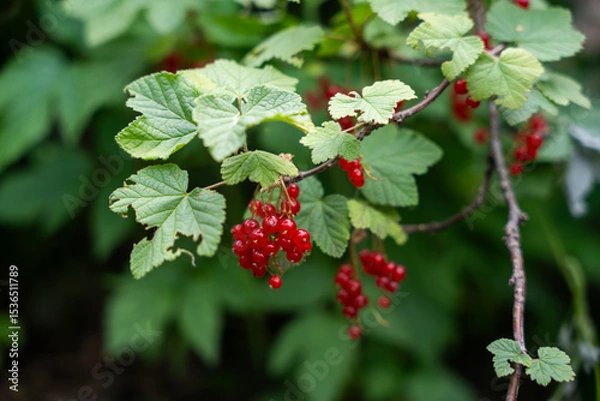 Fototapeta A bunch of bright red currants hang on a branch, surrounded by green leaves.