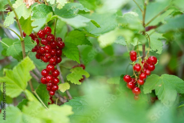 Fototapeta A bunch of bright red currants hang on a branch, surrounded by green leaves.