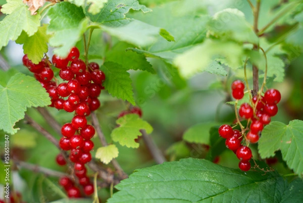 Fototapeta A bunch of bright red currants hang on a branch, surrounded by green leaves.
