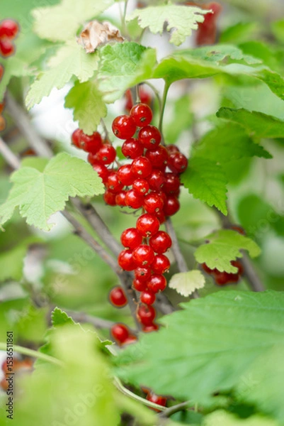 Fototapeta A bunch of bright red currants hang on a branch, surrounded by green leaves.