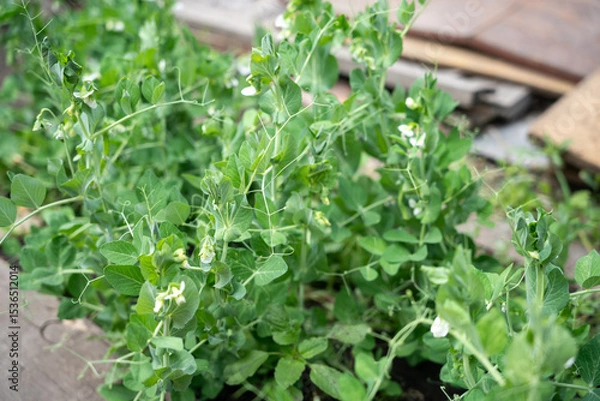 Fototapeta A lush bed of pea plants with vibrant green foliage and delicate white flowers.