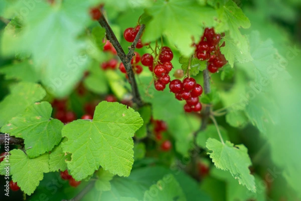 Fototapeta A bunch of bright red currants hang on a branch, surrounded by green leaves.