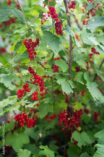 Fototapeta vibrant clusters of red currants hanging from lush green foliage. The bright red berries contrast beautifully with the surrounding leaves.