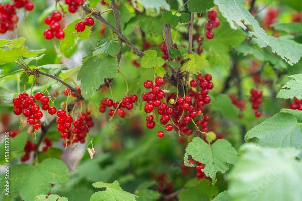 Fototapeta vibrant clusters of red currants hanging from lush green foliage. The bright red berries contrast beautifully with the surrounding leaves.