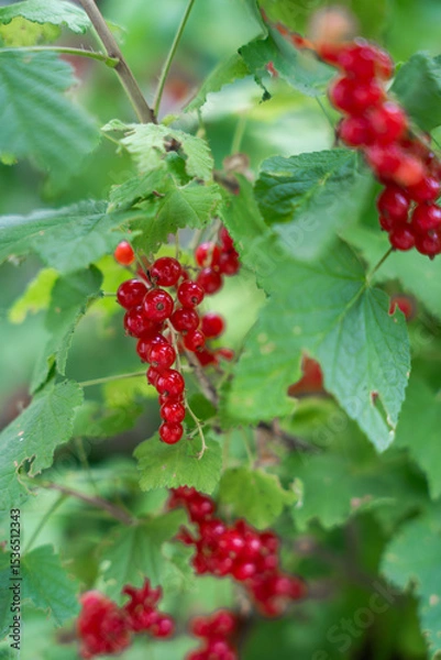 Fototapeta A bunch of bright red currants hang on a branch, surrounded by green leaves.