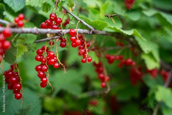 Fototapeta vibrant clusters of red currants hanging from lush green foliage. The bright red berries contrast beautifully with the surrounding leaves.