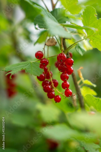 Fototapeta A bunch of bright red currants hang on a branch, surrounded by green leaves.
