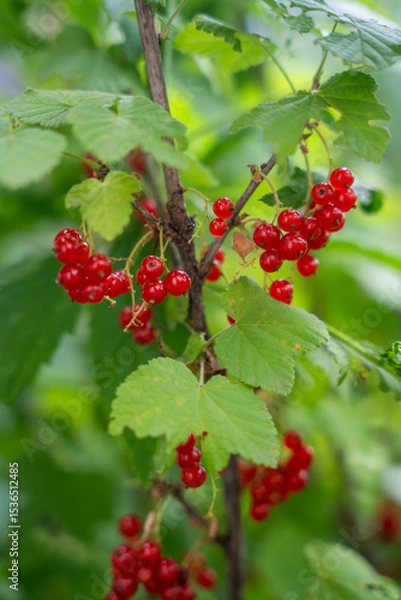Fototapeta A bunch of bright red currants hang on a branch, surrounded by green leaves.