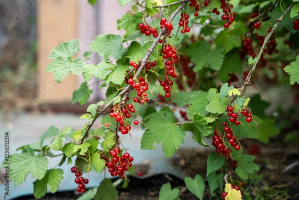 Fototapeta vibrant clusters of red currants hanging from lush green foliage. The bright red berries contrast beautifully with the surrounding leaves.