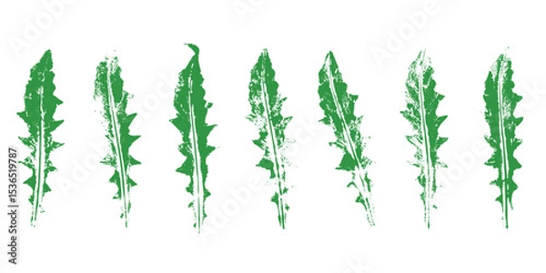 Fototapeta Natural dandelions leaves imprint, grunge style, vector, isolated, decorative elements for design