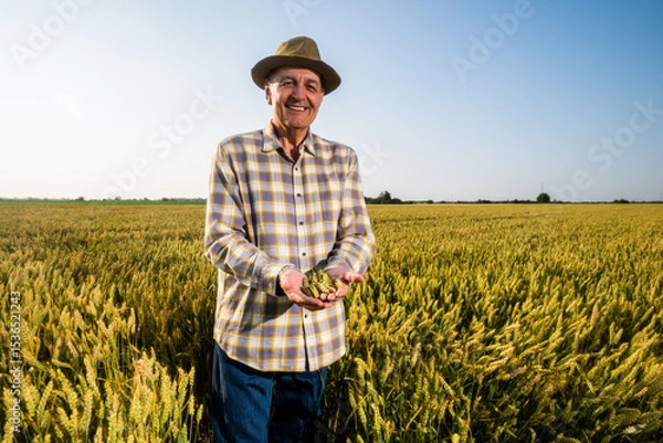 Fototapeta Senior farmer is standing in his growing wheat field. He is holding crops in his hands.