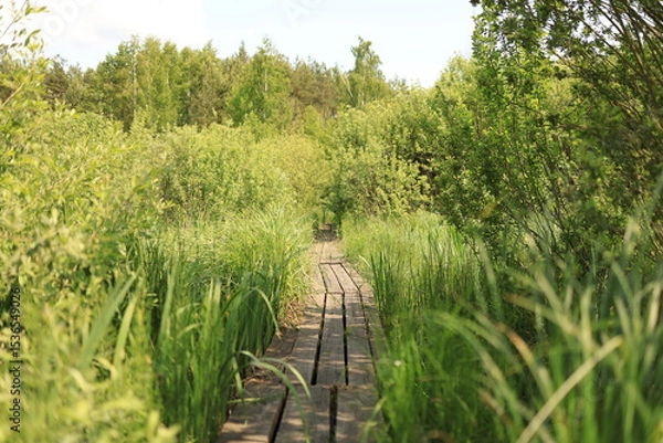 Obraz A boardwalk winding through a marshy landscape. Wetlands of Europe. Ukrainian Polissia. Chernihiv region.