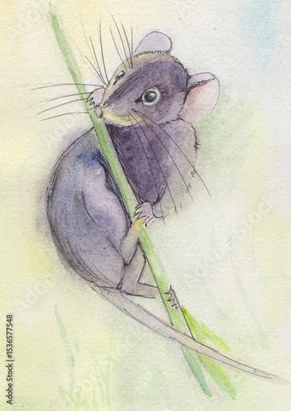 Fototapeta field mouse on a grass stalk