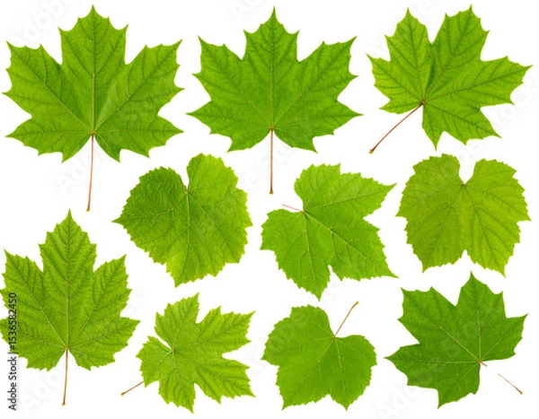 Obraz  Close-Up of Textured Garden Bush Leaves Set, isolated on transparent background PNG