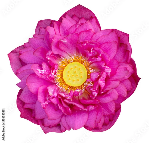 Obraz Red lotus flower isolated on white background