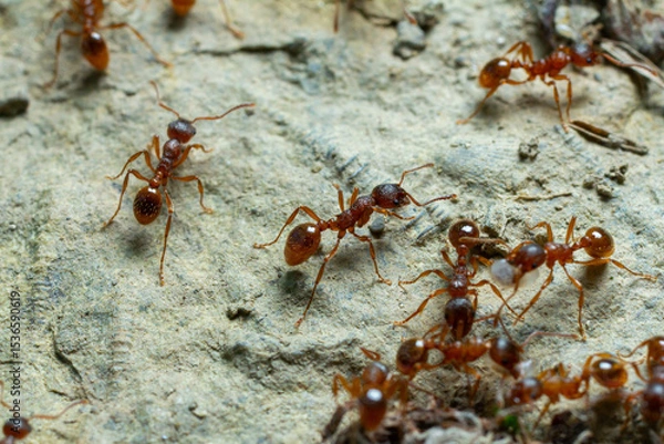 Obraz Close up view of fire ants foraging on a textured surface during daylight showcasing their social behavior and intricate details of their tiny bodies