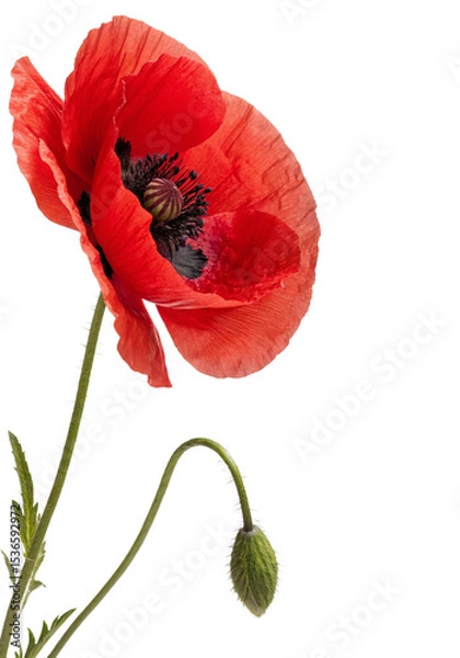 Fototapeta poppy flower isolated on white