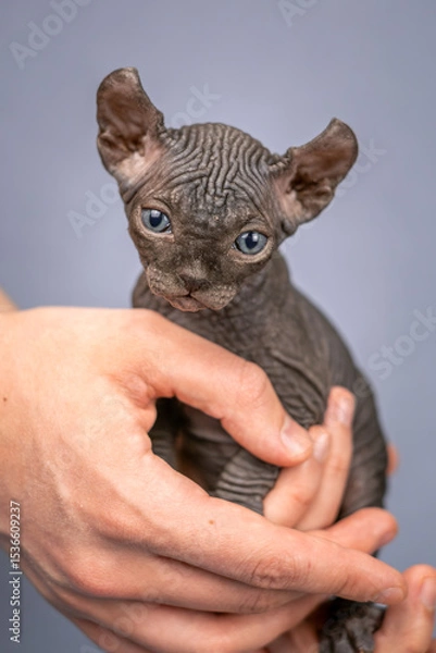 Fototapeta A small Sphynx kitten in a man's hands. Close-up of an elf with blue eyes