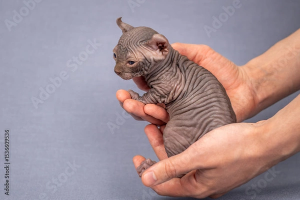 Fototapeta A small Sphynx kitten in a man's hands. Close-up of an elf with blue eyes