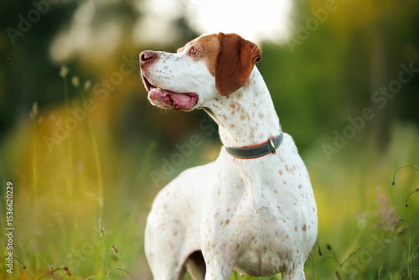 Obraz beautiful english pointer dog portrait on a field at sunset