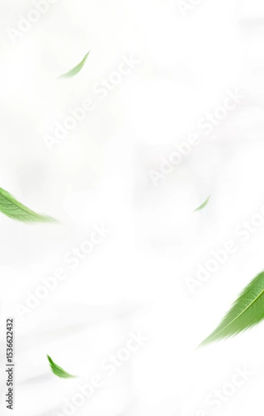 Fototapeta Flying green leaves on white background. Fresh spring foliage. Environment and ecology backdrop