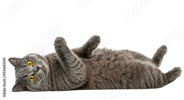 Fototapeta A gray tabby cat lying on its back with its paws up in the air and looking at the camera with yellow eyes