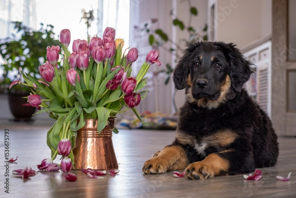 Fototapeta A Hovawart puppy at home. The dog lies next to a vase of tulips.
