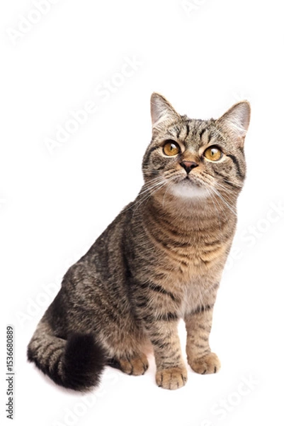 Fototapeta Brown tabby cat with golden eyes and striped fur sitting upright on white background, gazing slightly upward with an alert and calm expression